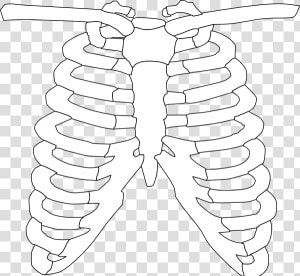 Front Rib Cage Clip Art At Clker  HD Png Download