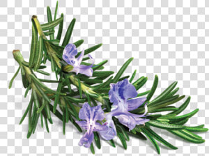 Rosemary Transparent  HD Png Download