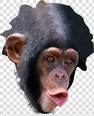 Trihard Emote  HD Png Download