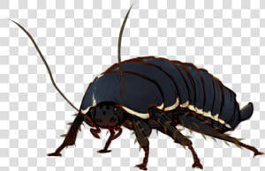 Longhorn Beetle  HD Png Download