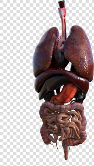 Organs Png  Transparent Png