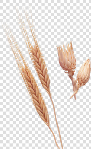 Wheat Png Image   Plantação De Trigo Espigas  Transparent Png