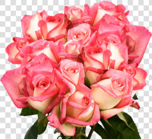 Floribunda  HD Png Download