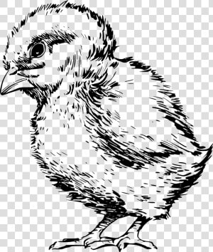 Art fowl rooster   Baby Chick Clipart Black And White  HD Png Download