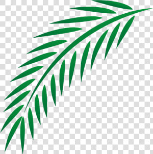 Euclidean Easter Leaves Transprent   Palm Branch Leaf Clip Art  HD Png Download