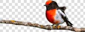 Spring Birds Png Image File   Rose Breasted Grosbeak  Transparent Png