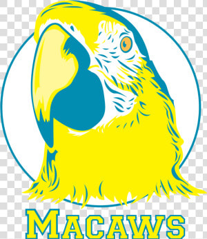 Frank Augustus Miller Middle School Macaw  HD Png Download