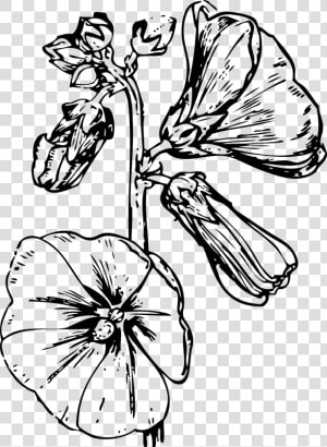 Hollyhock Flower Drawings  HD Png Download