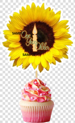 Sunflower Only  HD Png Download