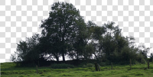 Group Of Trees Png   Tree Group Png  Transparent Png