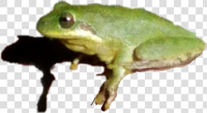  treefrog  frog  shadowed   Green eyed Tree Frog  HD Png Download