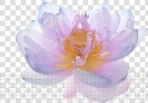 Flowers Image   Real Translucent Flower Transparent  HD Png Download