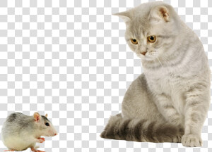 Cat And Mouse Image   Cat And Mouse Png  Transparent Png