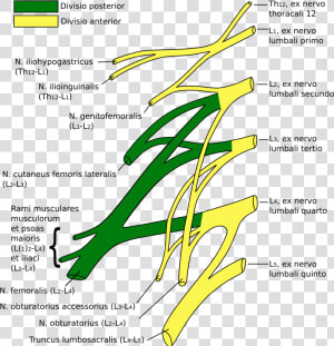 Lumbosacral Plexus  HD Png Download