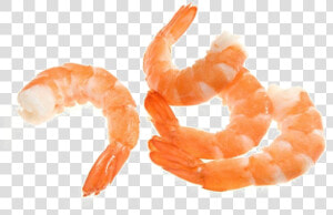 Shrimp Png Image   Shrimp Png  Transparent Png