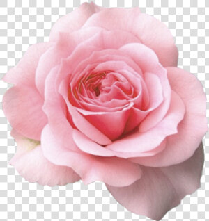 Mum In A Million Rose  HD Png Download