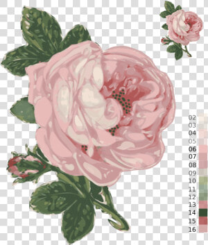Pink plant flower   Has A Bee Ever Landed On You  HD Png Download