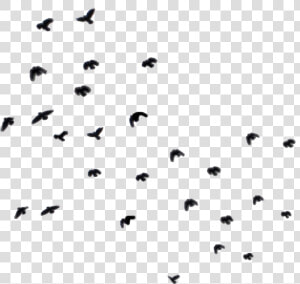  birds  bird  fly  blackbird  blackbirds  ky  ftestickers   Pigeons And Doves  HD Png Download
