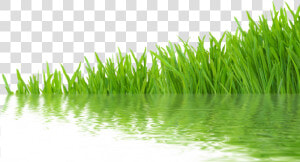 Transparent Grass   Grass With Water Png  Png Download