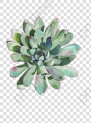 Transparent Succulent Wreath Clipart   Transparent Succulent Clip Art  HD Png Download
