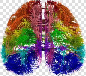 Brain Wiring Diagram  HD Png Download