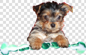 Yorkshire Terrier  HD Png Download