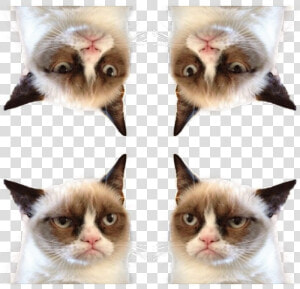 Transparent Grumpy Cat Png   Game Of Thrones Ramsay Joke  Png Download