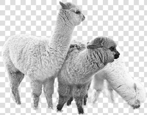 Animal Alpaca  HD Png Download