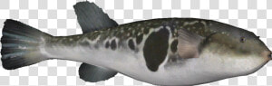 Japanesepuffer   Spotted Weakfish  HD Png Download