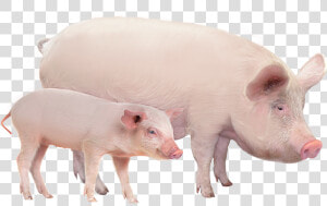 Productanimals Layout Swine   Pig And Piglet White Background  HD Png Download