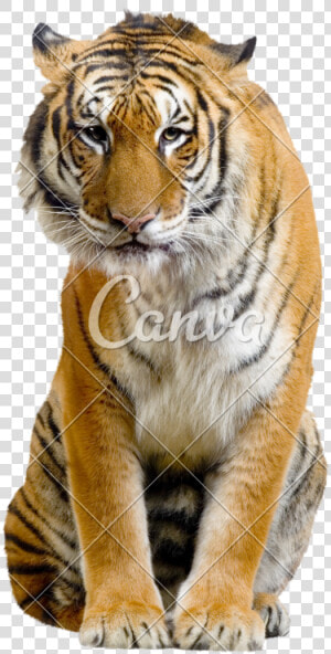 Sitting Tiger Transparent Image   Tiger Full Body Sitting  HD Png Download