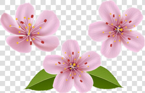 Spring Clip Art Image Transparent Background   Flowers Clip Art No Background  HD Png Download
