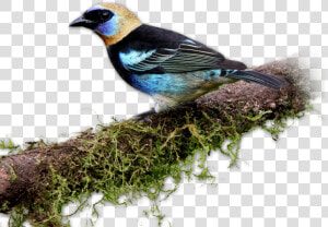 Finch  HD Png Download