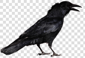 Crow Standing Png   Raven Transparent Background  Png Download