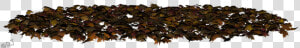 Northern Red Oak  HD Png Download