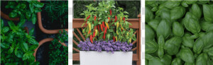 Container Gardening   Cherry Tomatoes  HD Png Download