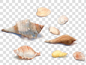 Painting Sea Snail Conchology   Watercolor Seashells Painting  HD Png Download