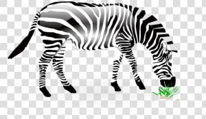 Animal  Zebra  Wild  Wildlife  Nature  Zoo  Africa   ม้าลาย Png  Transparent Png