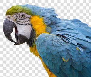 Beautiful Parrots  HD Png Download