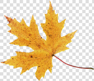 Hojas De Otoño En Png  Transparent Png