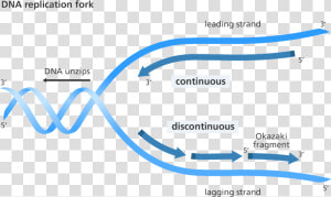 Illustration Showing Replication Of The Leading And   Replication Discontinuous On One Strand  HD Png Download
