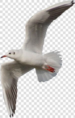 Flying Seagull Png  Transparent Png