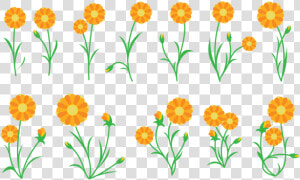 Marigold Clipart Vector   Calendula Vector  HD Png Download