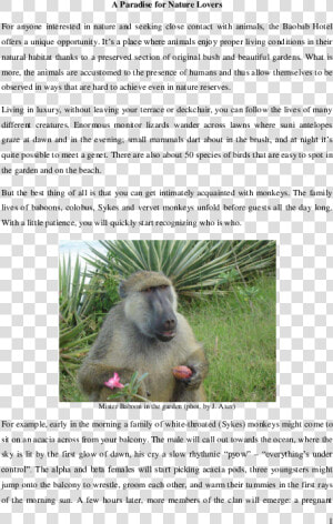 Pidato Perpisahan  HD Png Download