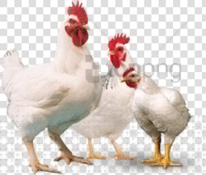 Chicken Image With Transparent   Broiler Poultry Png  Png Download