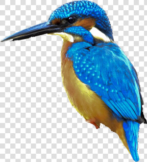 Coraciiformes  HD Png Download