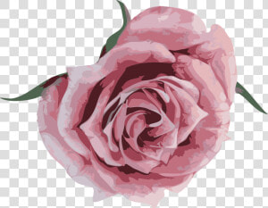 Floribunda  HD Png Download