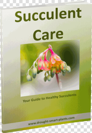Succulent Care E book   Present Continuous  HD Png Download