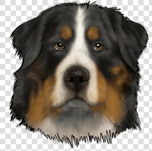 Bernese Mountain Dog  HD Png Download