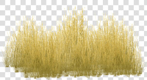 Free Png Download Yellow Grass Png Images Background   Yellow Long Grass Png  Transparent Png